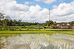 Gianyar-Regency Bali Indonesia Shrine-on-a-paddy-02